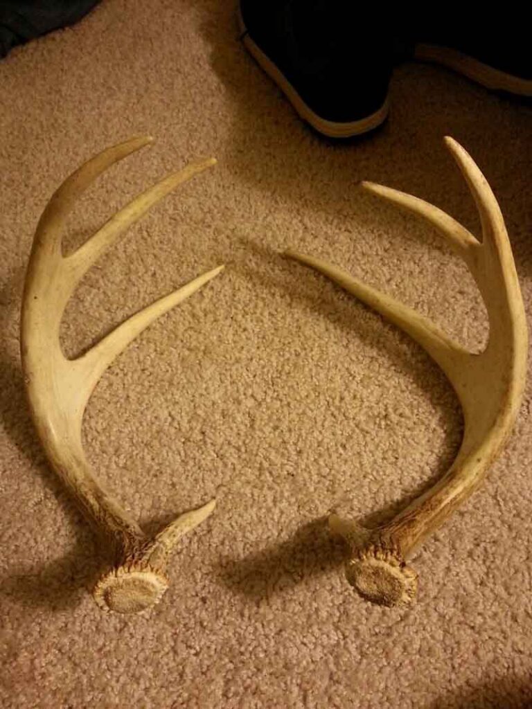 Set of antlers.